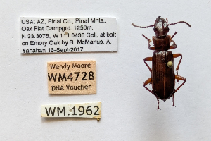  ( - DNA4728)  @11 [ ] Unspecified (default): All Rights Reserved  Unspecified University of Arizona, Insect Collection