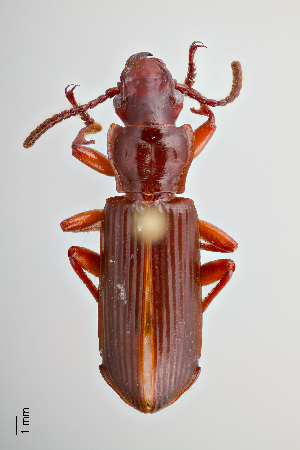  ( - DNA6244)  @11 [ ] Unspecified (default): All Rights Reserved  Unspecified University of Arizona, Insect Collection