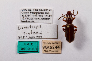  ( - DNA6244)  @11 [ ] Unspecified (default): All Rights Reserved  Unspecified University of Arizona, Insect Collection