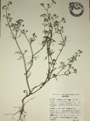  (Cyclospermum leptophyllum - GPAGA 169)  @11 [ ] Copyright (2017) Columbus State University Columbus State University