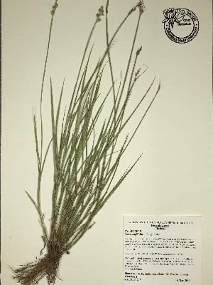  (Carex longii - GPAGA 205)  @11 [ ] Copyright (2017) Columbus State University Columbus State University