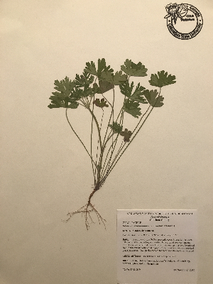  (Geranium carolinianum - GPAGA 349)  @11 [ ] Copyright (2017) Columbus State University Columbus State University