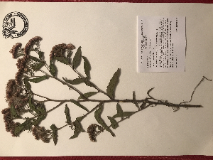  (Vernonia altissima - GPAGA 379)  @11 [ ] Copyright (2017) Columbus State University Columbus State University
