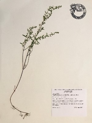  (Scutellaria racemosa - GPAGA 479)  @11 [ ] Copyright (2017) Columbus State University Columbus State University
