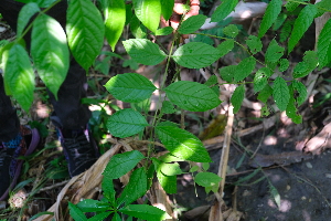  ( - RDS06)  @11 [ ] Attribution Non-Commercial Share-Alike (2025) Jacqueline Kumadoh A Rocha Ghana