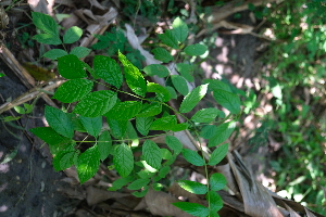  ( - RDS06)  @11 [ ] Attribution Non-Commercial Share-Alike (2025) Jacqueline Kumadoh A Rocha Ghana