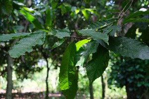  ( - RDS48)  @11 [ ] Attribution Non-Commercial Share-Alike (2025) Jacqueline Kumadoh A Rocha Ghana