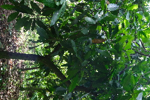  ( - RDS48)  @11 [ ] Attribution Non-Commercial Share-Alike (2025) Jacqueline Kumadoh A Rocha Ghana