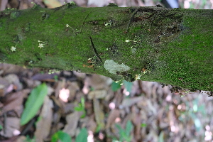  ( - RDS48)  @11 [ ] Attribution Non-Commercial Share-Alike (2025) Jacqueline Kumadoh A Rocha Ghana