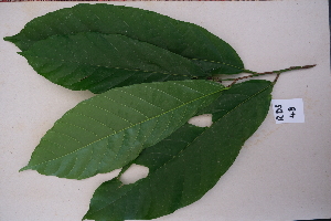  ( - RDS48)  @11 [ ] Attribution Non-Commercial Share-Alike (2025) Jacqueline Kumadoh A Rocha Ghana