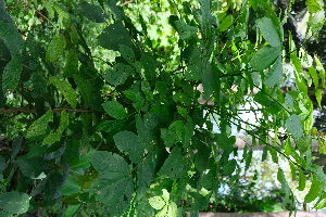  ( - RDS83)  @11 [ ] Attribution Non-Commercial Share-Alike (2025) Jacqueline Kumadoh A Rocha Ghana