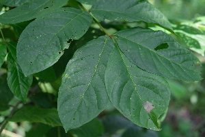  ( - RDS83)  @11 [ ] Attribution Non-Commercial Share-Alike (2025) Jacqueline Kumadoh A Rocha Ghana