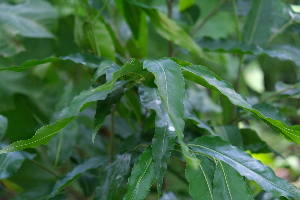  ( - RDS91)  @11 [ ] Attribution Non-Commercial Share-Alike (2025) Jacqueline Kumadoh A Rocha Ghana