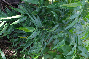  ( - RDS91)  @11 [ ] Attribution Non-Commercial Share-Alike (2025) Jacqueline Kumadoh A Rocha Ghana