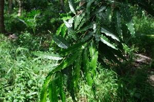  ( - RDS100)  @11 [ ] Attribution Non-Commercial Share-Alike (2025) Jacqueline Kumadoh A Rocha Ghana