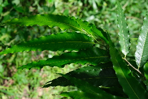  ( - RDS100)  @11 [ ] Attribution Non-Commercial Share-Alike (2025) Jacqueline Kumadoh A Rocha Ghana