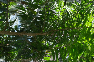  ( - RDS100)  @11 [ ] Attribution Non-Commercial Share-Alike (2025) Jacqueline Kumadoh A Rocha Ghana