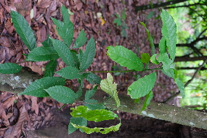  ( - RDS123)  @11 [ ] Attribution Non-Commercial Share-Alike (2025) Jacqueline Kumadoh A Rocha Ghana