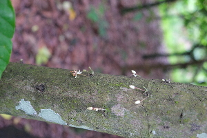  ( - RDS123)  @11 [ ] Attribution Non-Commercial Share-Alike (2025) Jacqueline Kumadoh A Rocha Ghana