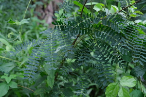  ( - RDS144)  @11 [ ] Attribution Non-Commercial Share-Alike (2025) Jacqueline Kumadoh A Rocha Ghana