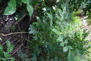  ( - RDS151)  @11 [ ] Attribution Non-Commercial Share-Alike (2025) Jacqueline Kumadoh A Rocha Ghana