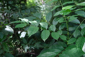  ( - RDS151)  @11 [ ] Attribution Non-Commercial Share-Alike (2025) Jacqueline Kumadoh A Rocha Ghana