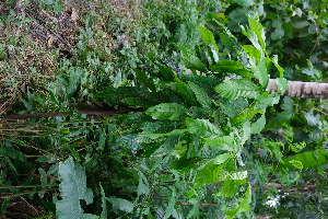  ( - RDS171)  @11 [ ] Attribution Non-Commercial Share-Alike (2025) Jacqueline Kumadoh A Rocha Ghana