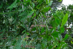  ( - RDS173)  @11 [ ] Attribution Non-Commercial Share-Alike (2025) Jacqueline Kumadoh A Rocha Ghana