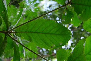  ( - RDS173)  @11 [ ] Attribution Non-Commercial Share-Alike (2025) Jacqueline Kumadoh A Rocha Ghana