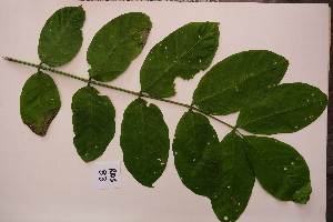  ( - RDS83)  @11 [ ] Attribution Non-Commercial Share-Alike (2025) Jacqueline Kumadoh A Rocha Ghana