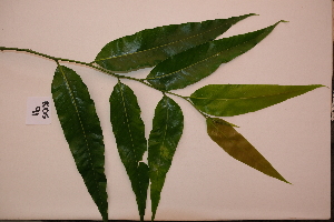  ( - RDS91)  @11 [ ] Attribution Non-Commercial Share-Alike (2025) Jacqueline Kumadoh A Rocha Ghana