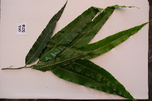  ( - RDS100)  @11 [ ] Attribution Non-Commercial Share-Alike (2025) Jacqueline Kumadoh A Rocha Ghana