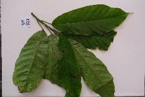  ( - RDS123)  @11 [ ] Attribution Non-Commercial Share-Alike (2025) Jacqueline Kumadoh A Rocha Ghana