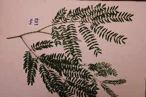  ( - RDS144)  @11 [ ] Attribution Non-Commercial Share-Alike (2025) Jacqueline Kumadoh A Rocha Ghana