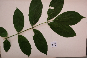  ( - RDS151)  @11 [ ] Attribution Non-Commercial Share-Alike (2025) Jacqueline Kumadoh A Rocha Ghana