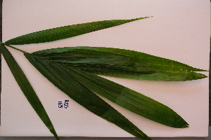  ( - RDS163)  @11 [ ] Attribution Non-Commercial Share-Alike (2025) Jacqueline Kumadoh A Rocha Ghana