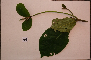  ( - RDS173)  @11 [ ] Attribution Non-Commercial Share-Alike (2025) Jacqueline Kumadoh A Rocha Ghana