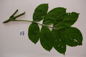  ( - RDS184)  @11 [ ] Attribution Non-Commercial Share-Alike (2025) Jacqueline Kumadoh A Rocha Ghana