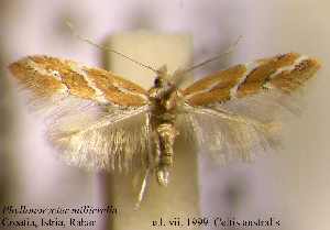  (Phyllonorycter milleriella - B04milli)  @11 [ ] Unspecified (default): All Rights Reserved  Unspecified Unspecified