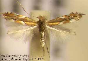  (Phyllonorycter graecus - B05graec)  @11 [ ] Unspecified (default): All Rights Reserved  Unspecified Unspecified