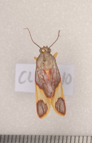  (Trichromia viola - CLV7710)  @13 [ ] Copyright (2010) Carlos Lopez-Vaamonde Institut National de la Recherche Agronomique, Orleans, Forestry Zoology