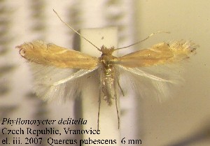  (Phyllonorycter delitella - F11delit)  @14 [ ] Copyright (2010) Jurate de Prins Research Collection of W. and J. De Prins