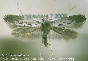  ( - G10caud)  @13 [ ] Copyright (2010) Jurate de Prins Research Collection of W. and J. De Prins