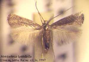  (Metriochroa latifoliella - H09latif)  @14 [ ] Copyright (2010) Jurate de Prins Research Collection of W. and J. De Prins