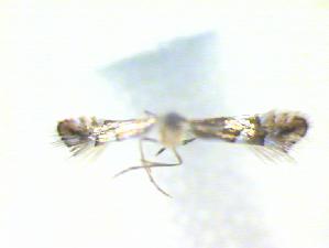  (Phyllonorycter jozanae - CLV23107)  @12 [ ] Copyright (2010) Jurate de Prins Research Collection of W. and J. De Prins