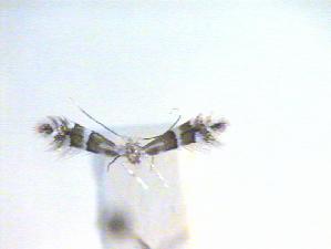  ( - CLV23707)  @12 [ ] Copyright (2010) Jurate de Prins Research Collection of W. and J. De Prins