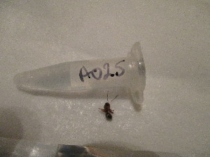  ( - GRADIA025)  @12 [ ] CreativeCommons  Attribution Non-Commercial Share-Alike (2016) BIGOT Diane Institut de Recherche sur la Biologie de l'Insecte