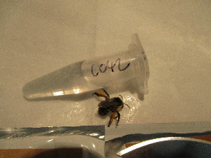 ( - GRADIC042)  @12 [ ] CreativeCommons  Attribution Non-Commercial Share-Alike (2016) BIGOT Diane Institut de Recherche sur la Biologie de l'Insecte