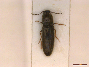  ( - CLV42727)  @11 [ ] CreativeCommons  Attribution Non-Commercial Share-Alike (2022) Carlos Lopez Vaamonde Institut National de la Recherche Agronomique, Zoologie Forestiere