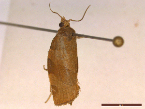  ( - CLV42774)  @11 [ ] CreativeCommons  Attribution Non-Commercial Share-Alike (2022) Carlos Lopez Vaamonde Institut National de la Recherche Agronomique, Zoologie Forestiere